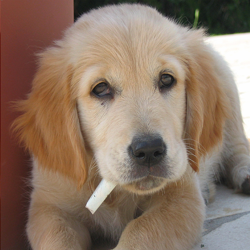 Get Dogs Spot the Difference for iOS, iPhone, iPad Aso Report