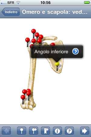 Netter Flashcards Arti Superiori LITE(圖2)-速報App