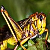 Locust - Outdoor Noises Now in Your Hand