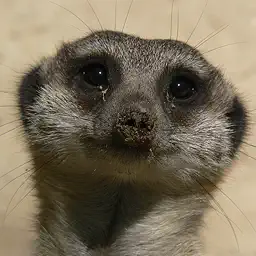 Animals Spot the Difference app icon