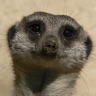 Animals Spot the Difference icon