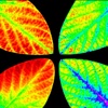 Photosynthesis in Plants