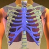 Anatomy of the Thorax