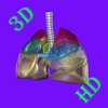 3D Medical Human Lung HD