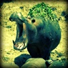 Hippopotamus - Water Monster at Zoos
