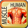 Human Muscle Encyclopedia