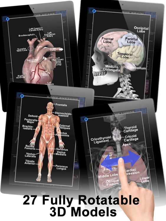 Anatomy 3D: Organs