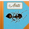 The Strange & Wonderful World of Ants