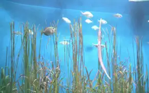 reef aquarium hd iphone resimleri 2