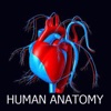 Human Anatomy App