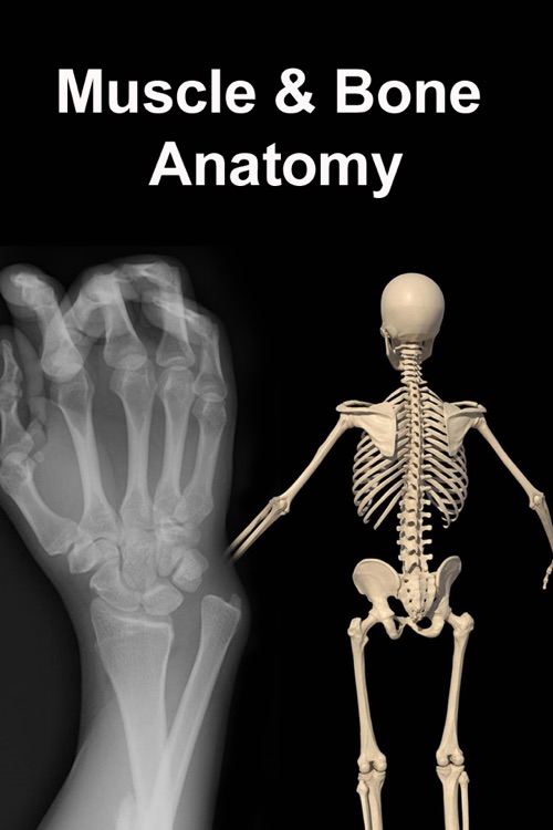 VISUAL: Muscle & Skeletal Anatomy