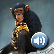 Activities of Toddler Tapping Zoo: Animal Sights and Sounds