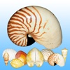 Shells Guide