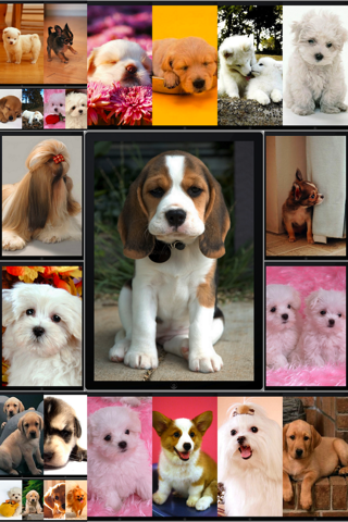 Dog pics - show your dogs and see what the worl... screenshot 2