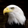 Eagle*