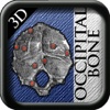 Occipital Bone 3D