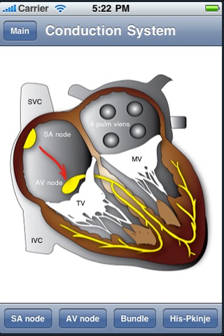 Heart Illustrated