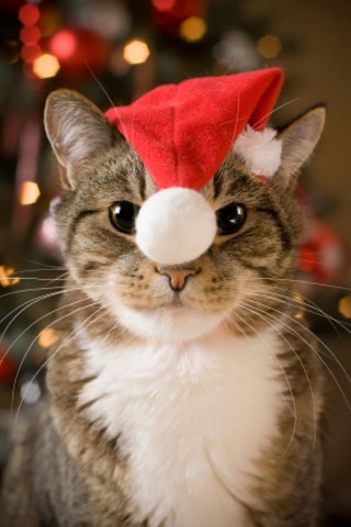 MoreNoel