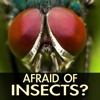 Sweet Insect Pictures