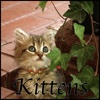 Cutest Cats & Kittens