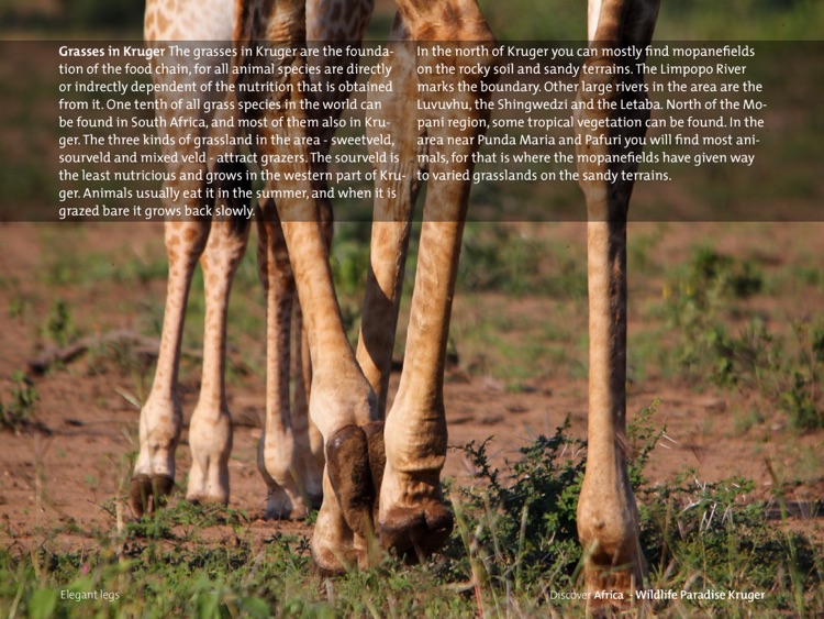 Basic Kruger screenshot-4