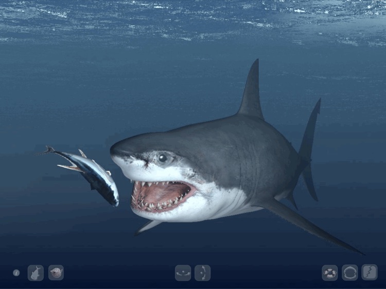 Talking Great White HD - for iPad