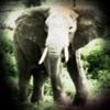 Elephant 's - From Africa to Your Pocket