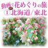 Flower tour animation vol.1 in Hokkaido Tohoku