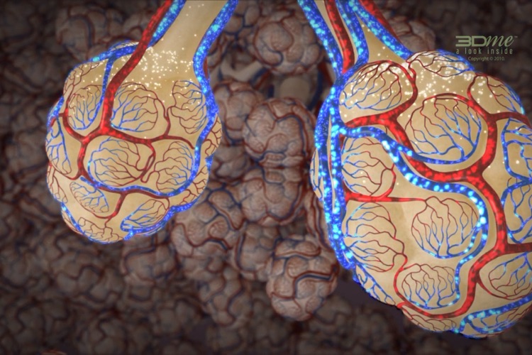 Ventilation Perfusion Matching