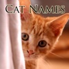 Cat Names: Cute Kitten Names for your Pet Cat