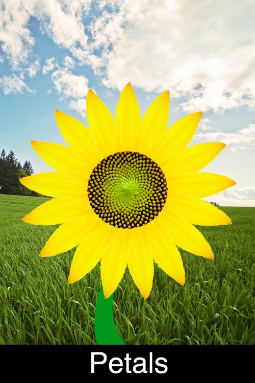 Petals