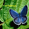 Butterflies for iPhone
