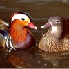 Mandarin Duck