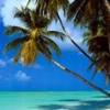 Tropic Dreams Wallpapers