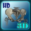 3D Human Skeleton Hip HD