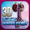 3D Medical Human Kidney