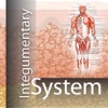 Integumentary System