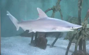 reef aquarium hd iphone resimleri 4