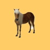 Horsey Facts