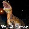 Dinosaurs And Fossils News