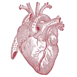 Lovify app icon