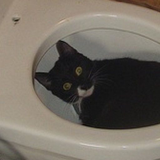 Toilet Cat icon