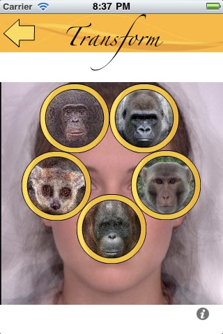 Face Transformer Ape Edition