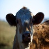 WallPix HD-Cows
