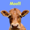 Hello Cow