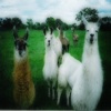 Llamas and Alpacas Furry Friends We All Love