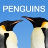 Our Amazing World: Penguins