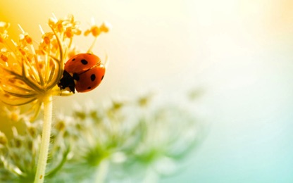 Music Healing screenshot 5
