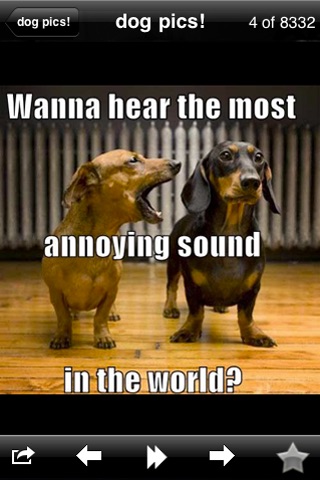 Funny Dog Pics!