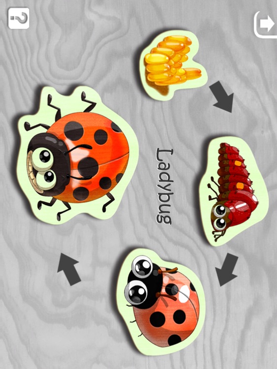 Insect Puzzle HD screenshot-4